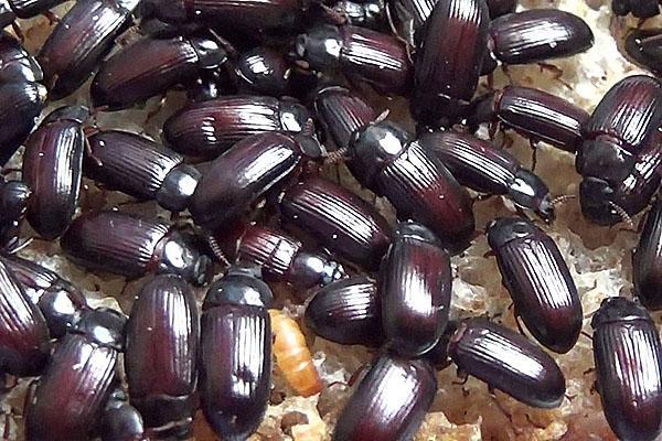 bruha beetle