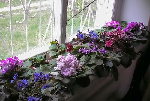 violets on the window