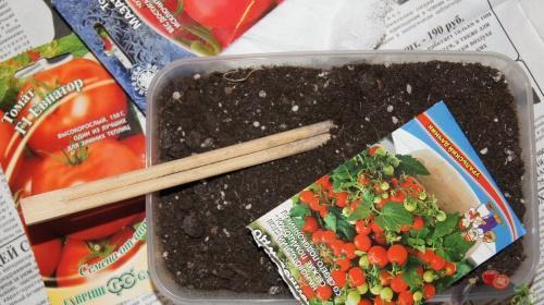 jak sadzić sadzonki