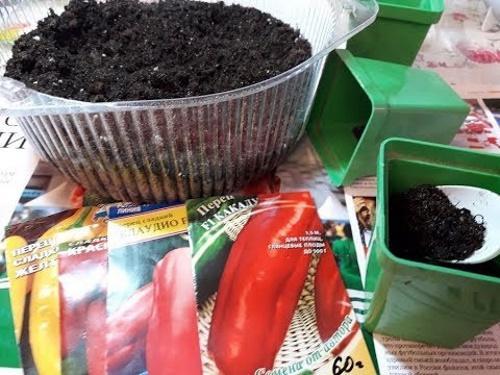 как да засадите пипер