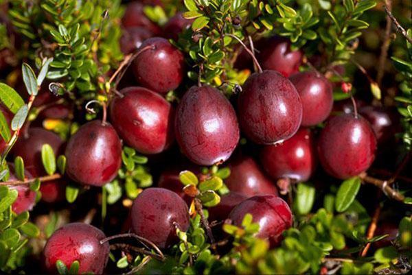 unique chemical composition of berries