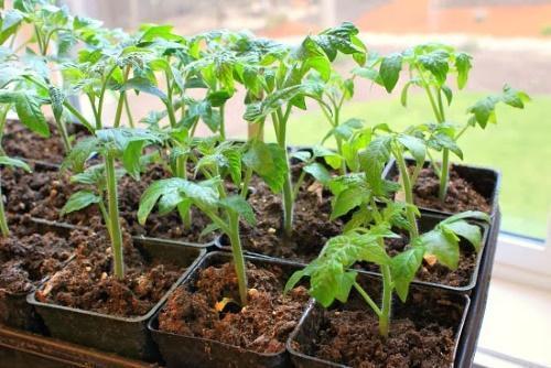 when to plant tomatoes
