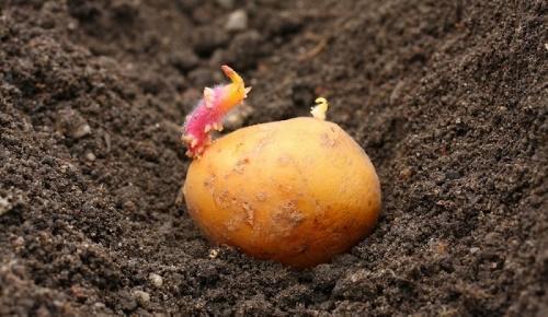 when to plant potatoes