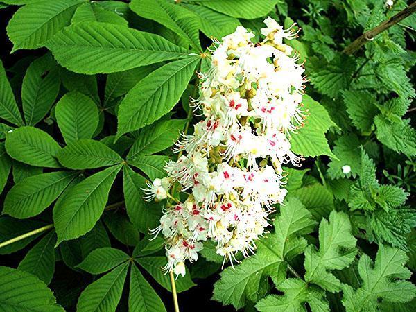 the horse chestnut blossoms