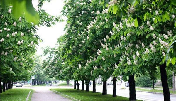 the horse chestnut blossoms in the park