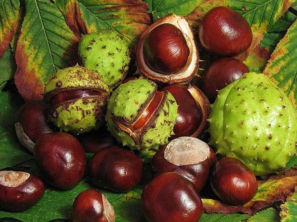ripe horse chestnut
