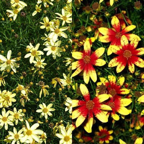 svetlé kvety coreopsis