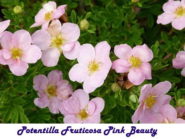Potentilla Fruticosa rózsaszín szépség
