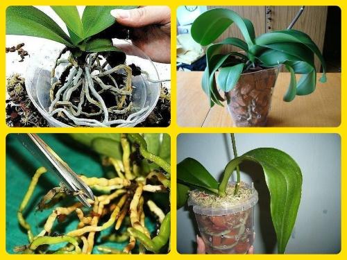 orchidea transzplantáció