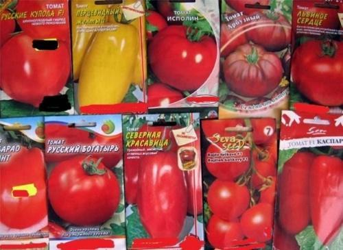 semillas de tomate
