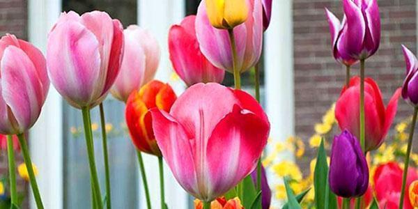 virágzó tulipán