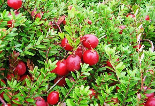 gift of nature cranberry
