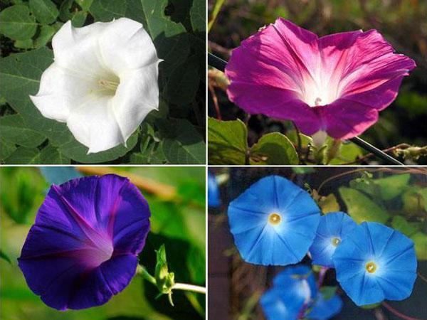 morning glory of different varieties