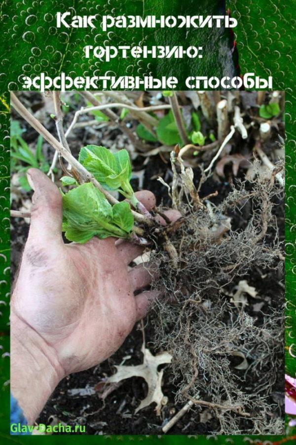 how to propagate hydrangea
