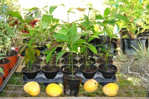 kako uzgajati mango