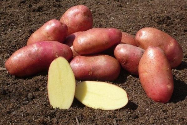 aardappelknollen van goede kwaliteit