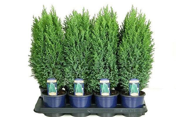 cypress seedlings
