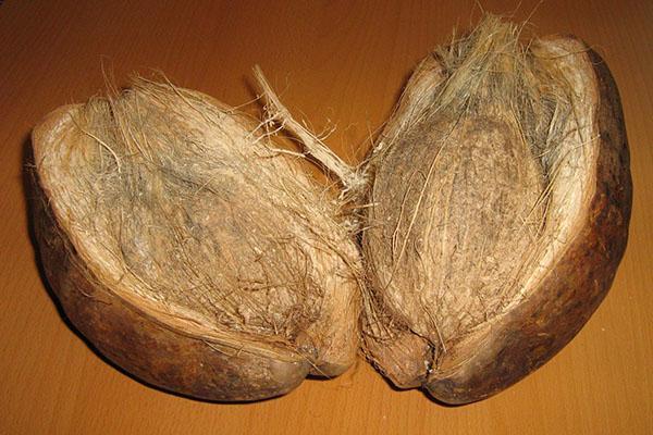 kokoso lukštas