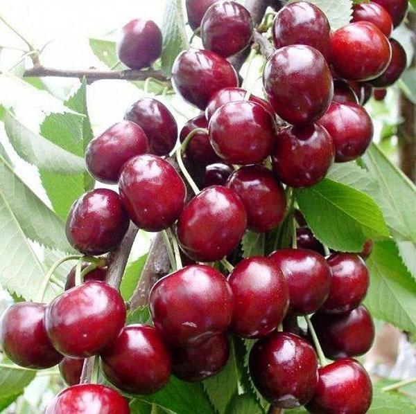 columnar cherry