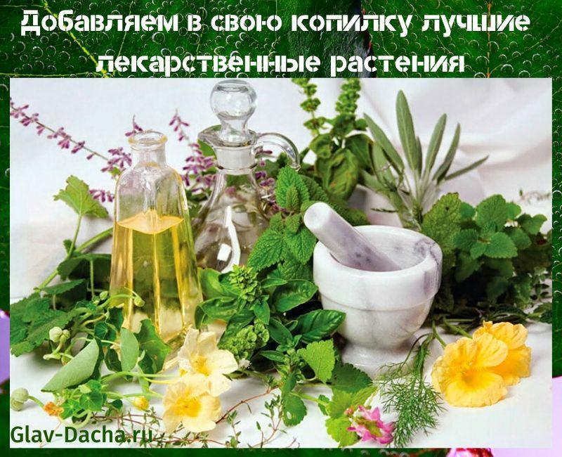 piante medicinali