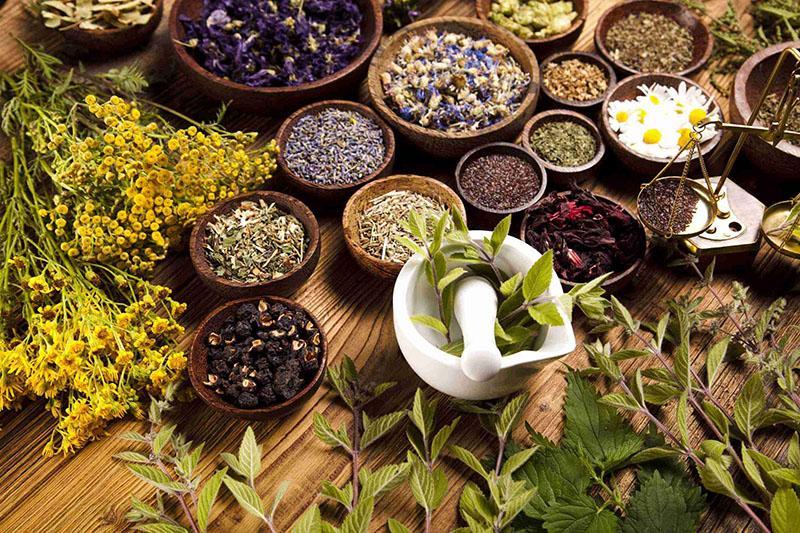 medicinal plants in the home medicine cabinet