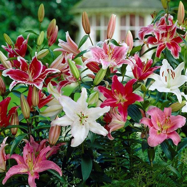 oriental lily hybrids
