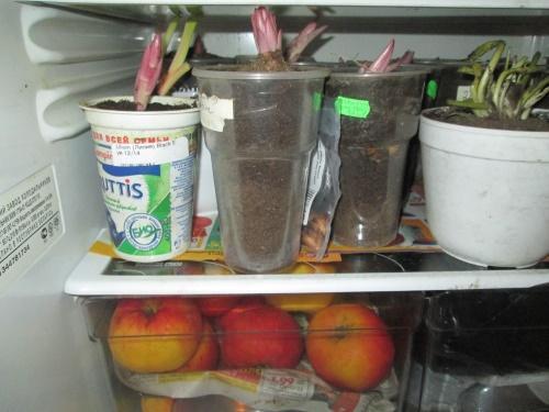 hành tây trong tủ lạnh