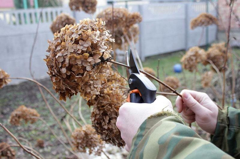 pruning hydrangea removing dried flowers