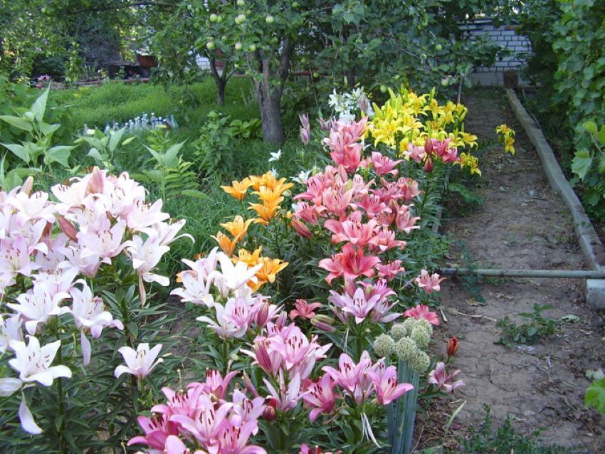 where to plant lilies