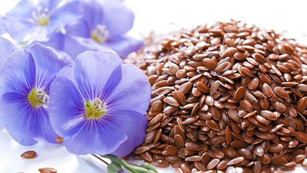 semillas de lino saludables
