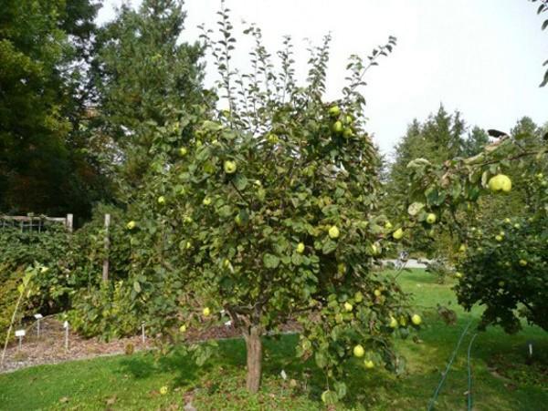 caring for quince