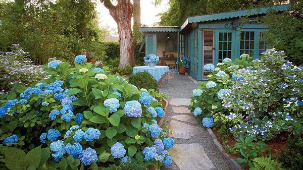 growing hydrangea in the country