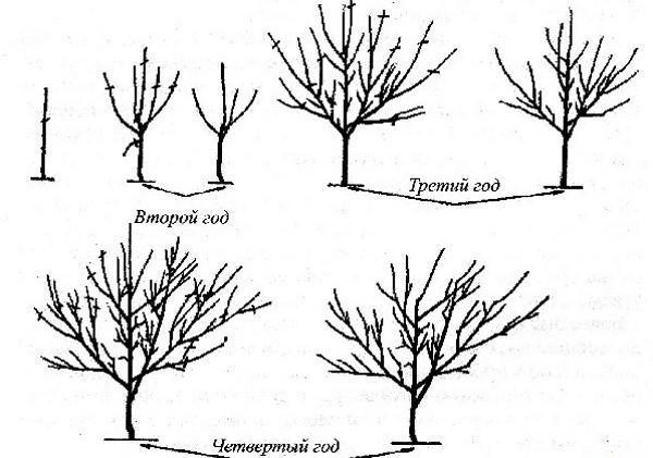 stages of crown formation
