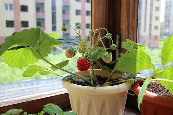 jordbær på vinduskarmen