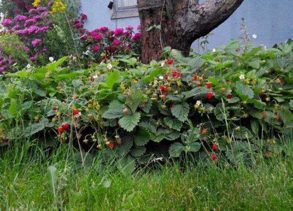 Rugen jordbær i haven