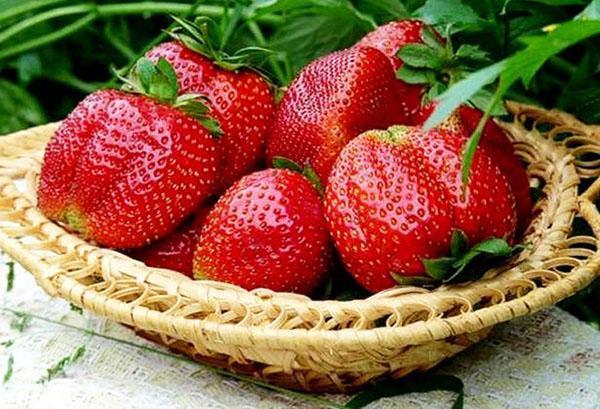 strawberry grade Marshmallow