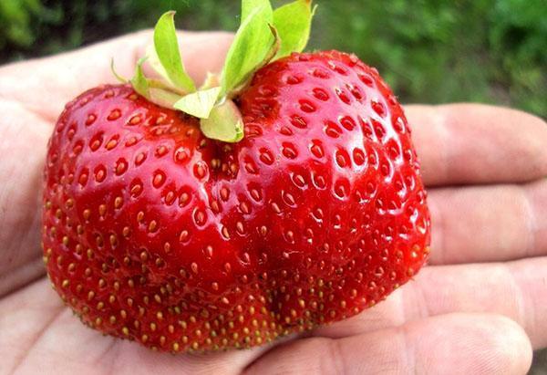 large sweet berry