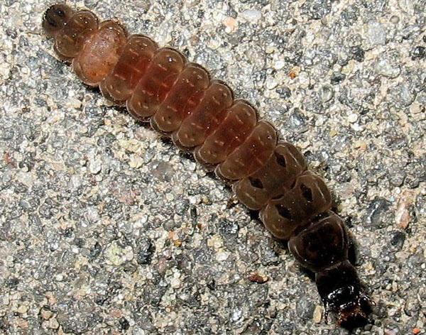 larva kumbang pemadam kebakaran
