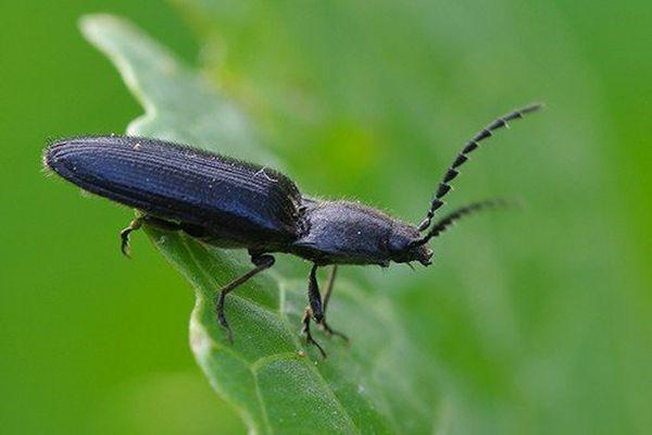 kumbang clicker
