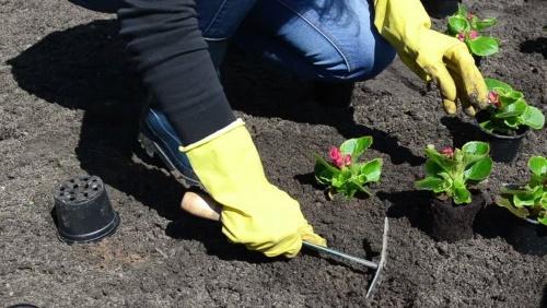 piantare begonie nel terreno