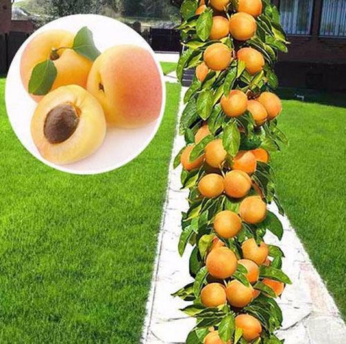 apricot columnar