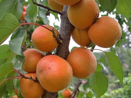 columnar apricot appearance