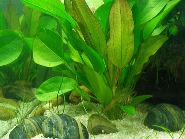 akvarijná rastlina citrónová tráva
