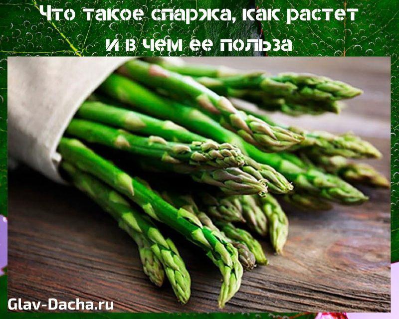 ano ang asparagus