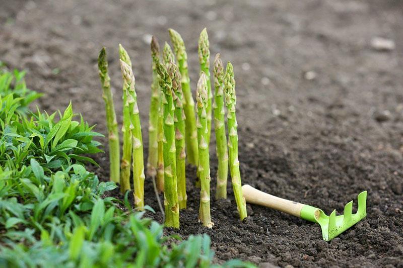 edible asparagus