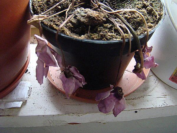 cyclamen after the bay