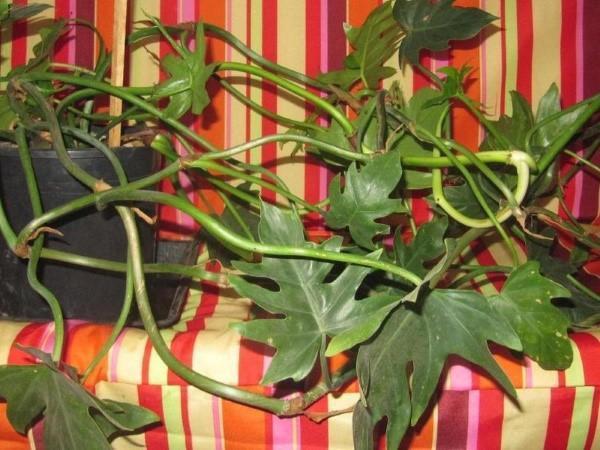 gelappter Philodendron