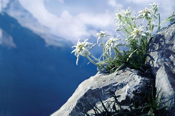 horský kvet protivník