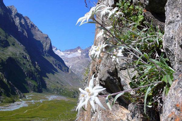 rastlinné Alpy