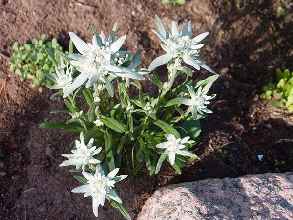 edelweiss in the flowerbed